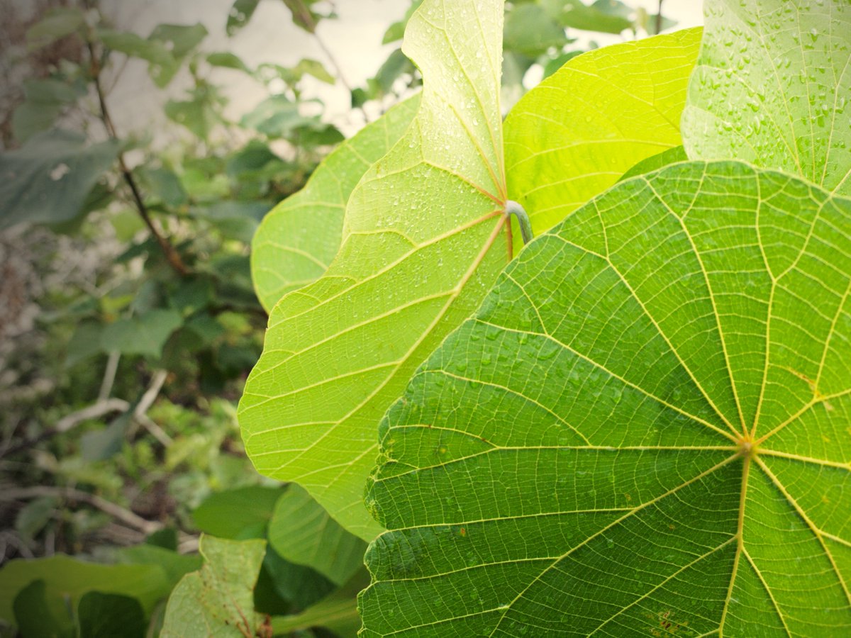 wrlogan67's tweet image. #O2SPhoto Leaves with light behind them... tried a bit of postprocessing (still very new at that). Really enjoying the course.