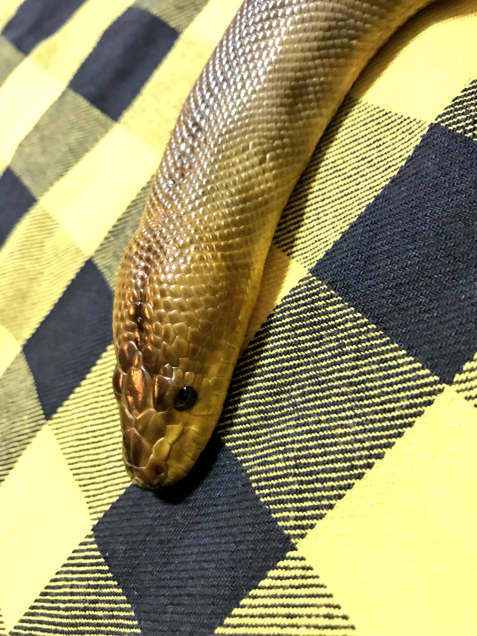 爬虫類 Vipperはちゅコレ𓆙𓆈 クーリング中のウォマ オーストラリアのパイソンで べっ甲みたいな色をしていて上品な独特のカラーの蛇です 産地によって微妙に色味や模様の特徴の出方が変わります 眉毛模様が濃い個体とかもいたり この子は眉毛模様は薄い子