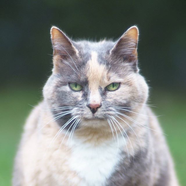 catmapper's tweet image. #catmapper ift.tt/2nelqvQ