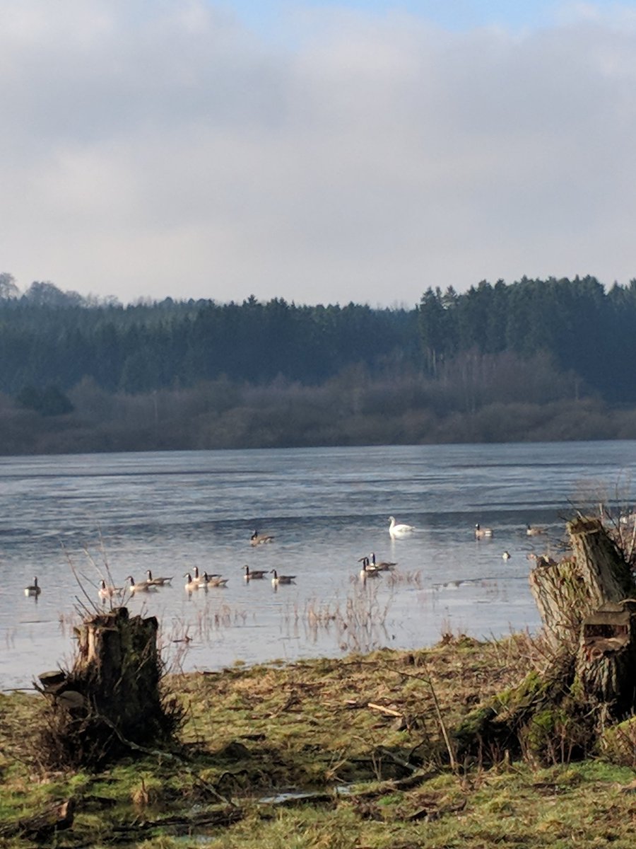 portobellas's tweet photo. Der Westerwald ist entspannt, was Tiere angeht.
Kühe und Hühner auf der Gasse, die meisten Hunde unangeleint, Pferde ohne Weidezaun auf der Koppel.
Überall rund um den See Vögel und Enten.
Bilder #filterfrei von meiner Radtour #sport https://t.co/RQz7kyrMai
