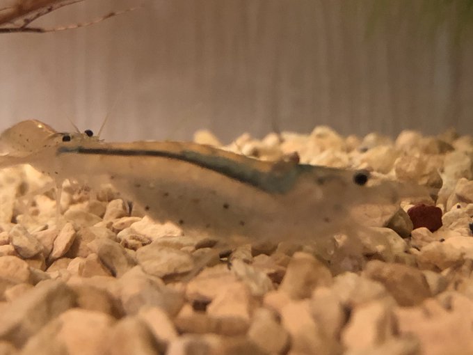 ヤマトヌマエビの卵の色が白いと黒いのは ヤマトヌマエビの飼育について