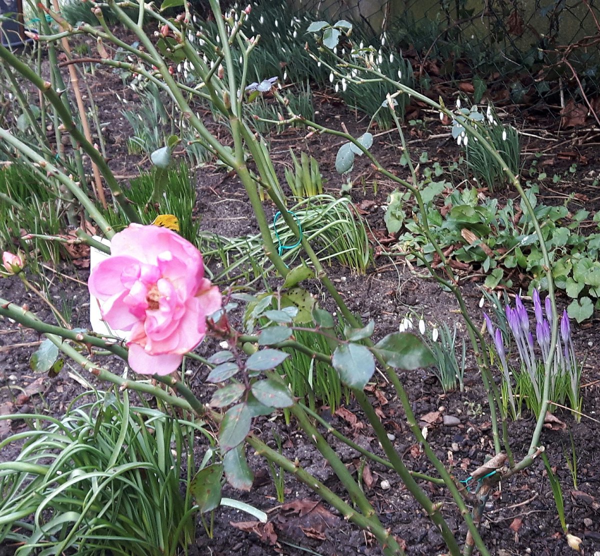 Katrin Terpitz On Twitter Seit Wann Bluhen Eigentlich Rosen