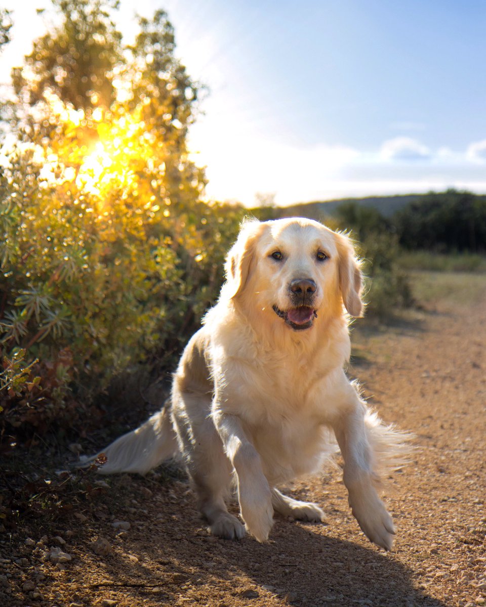goldntravels's tweet photo. C’est parti pour le #weekend !! 
#Randonnée #dogfriendly #gard #Occitanie https://t.co/sKv0dpEnK5