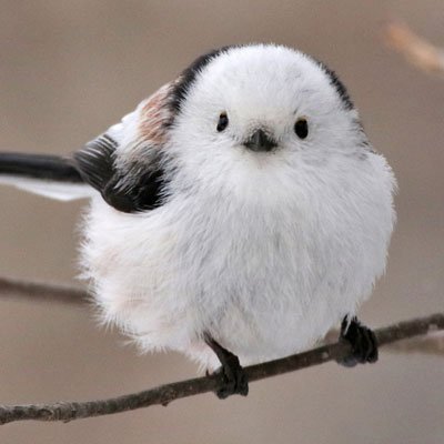 ぼく シマエナガ 在 Twitter 上 心身ともに疲れたときに見ると最大の癒し効果を得られる鳥さんがこちらです T Co T0kgxrgapa Twitter ぼく シマエナガ 在 Twitter 上 心身ともに疲れたときに見ると最大の癒し効果を得られる鳥さんがこちらです T Co T0kgxrgapa Twitter
