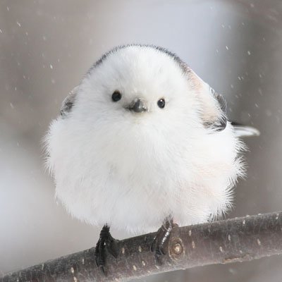 ぼく シマエナガ 在 Twitter 上 心身ともに疲れたときに見ると最大の癒し効果を得られる鳥さんがこちらです T Co T0kgxrgapa Twitter ぼく シマエナガ 在 Twitter 上 心身ともに疲れたときに見ると最大の癒し効果を得られる鳥さんがこちらです T Co T0kgxrgapa Twitter