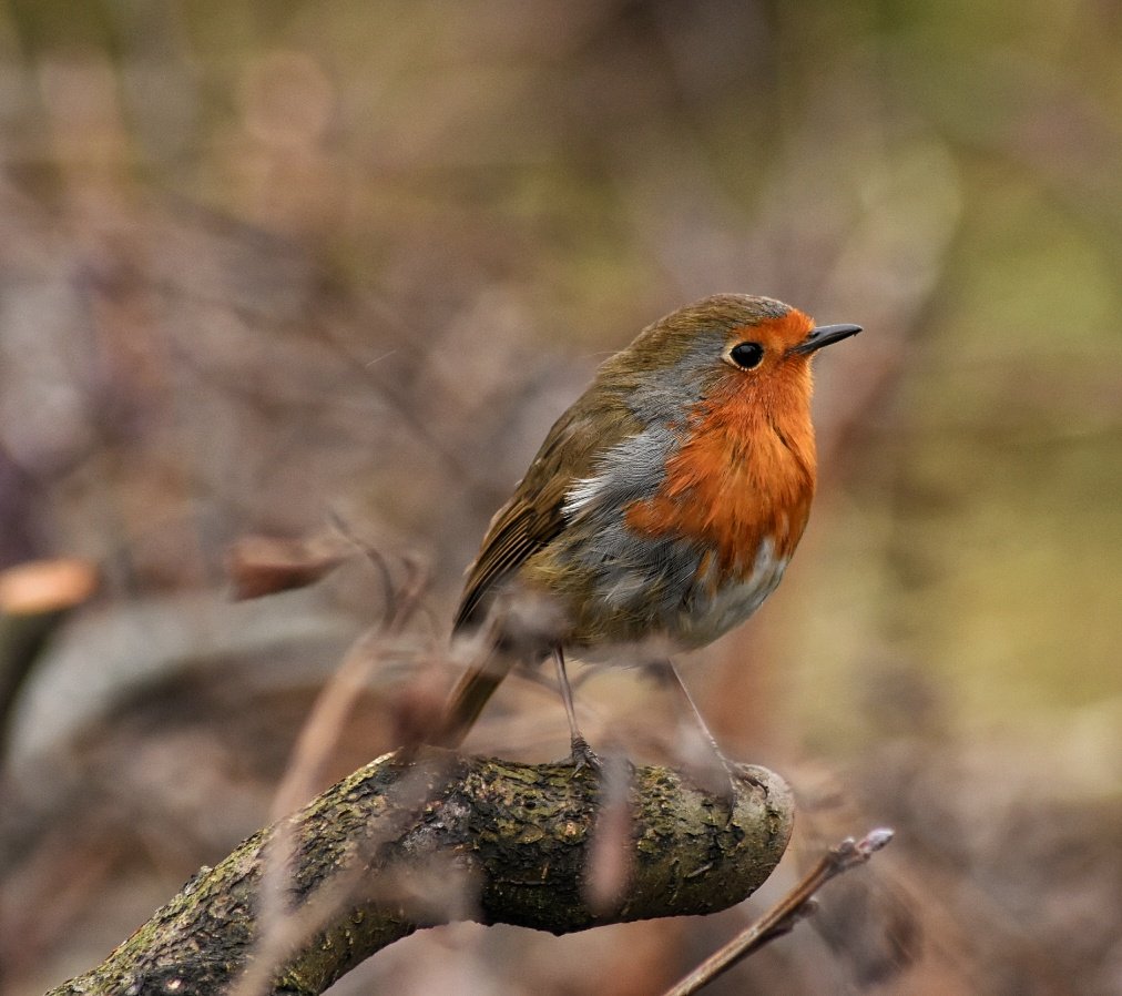 robin_sightings's tweet photo. RT @alexmckerracher: A few more Robin photos. 
@NatureUK @Natures_Voice 
@BBCSpringwatch  @wildlife_uk  #Robin https://t.co/a7jCckePMV