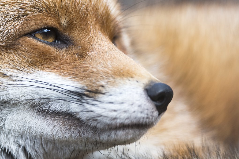 I've produced a fox print with £10 from each sale going to the <a href="/northwalessabs/">North Wales Huntsabs</a> 
facebook.com/21665311851452…
and a link to my website shop.
richardbowlerwildlifephotography.com/shop/
#keeptheban