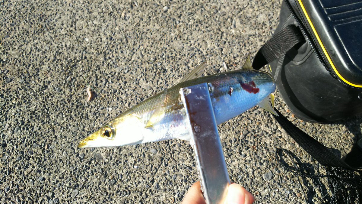 黒サキス 外房アジング 仮 してきた W まぁなにが 仮 ってワームいまいち反応悪いから一緒に連れてきた知り合い用のオキアミ ジグヘッドに刺してボトム付近までフリーフォールするとほどほど型良いのが釣れて来ましたな あとカマス 太い ダイスケさん隣に