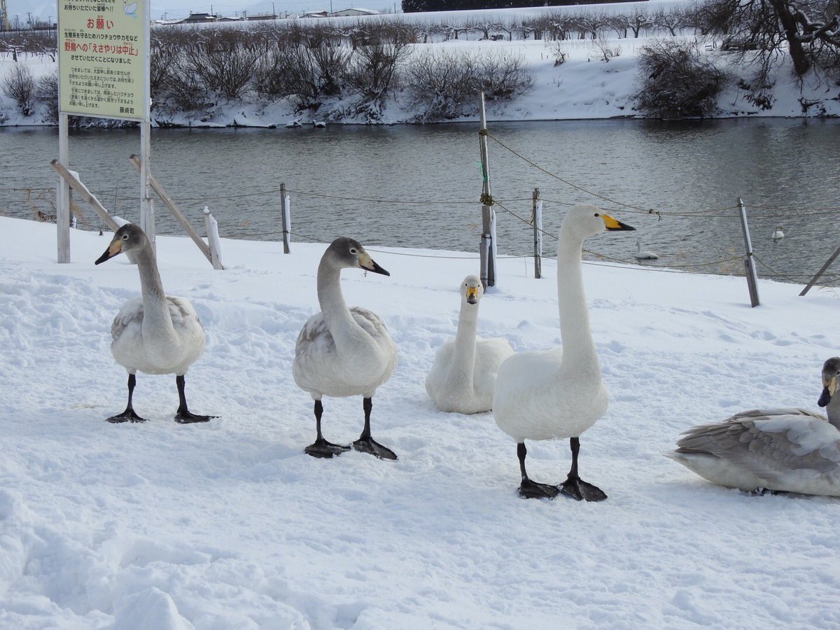 千葉・茨城の白鳥 写真レポート 2018年 1月 (pick up by 千葉・仮面ライダー) Togetter [トゥギャッター]