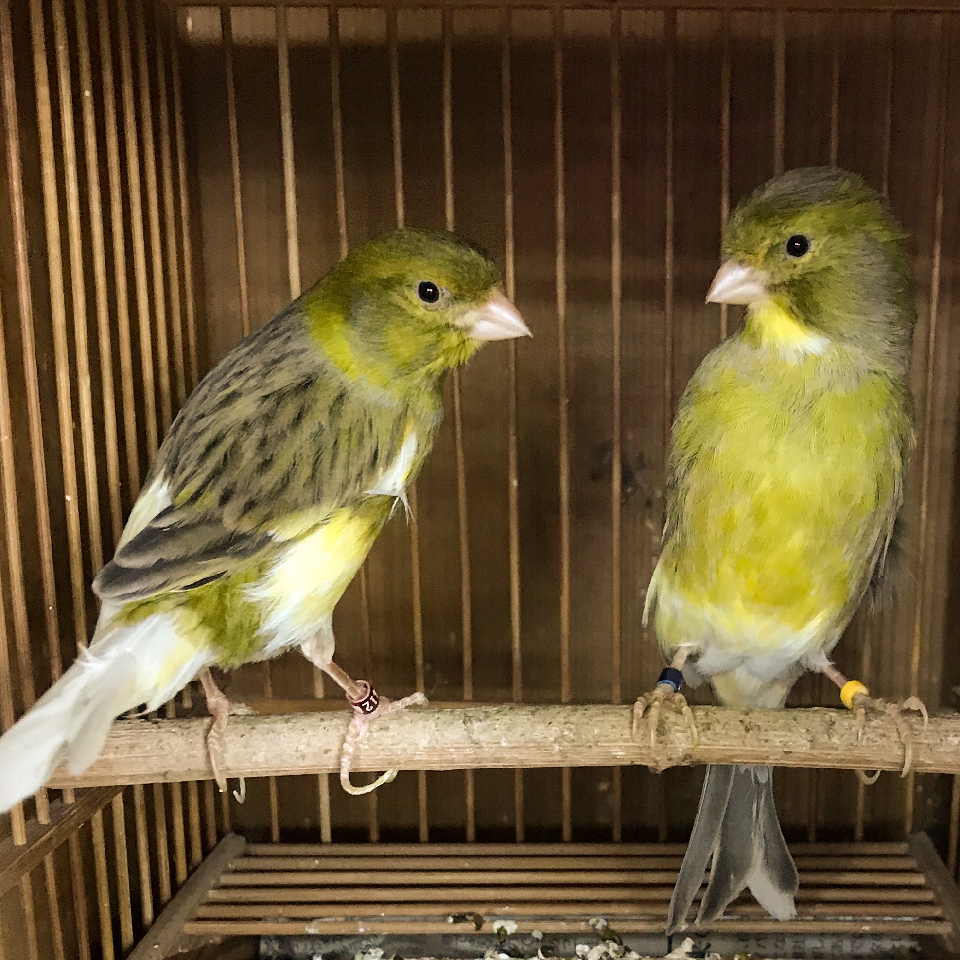 ペットショップかたよせ ローラーカナリアの夫婦 カナリアの鳴き声はキレイですが ローラーカナリアはその中でも最も美しい鳴き声を持つ品種です ペット Pet ローラーカナリア Canary カナリア T Co Tmhzitaoou Twitter ペットショップかたよせ ローラーカナリアの夫婦 カナリアの鳴き声はキレイですが ローラーカナリアはその中でも最も美しい鳴き声を持つ品種です ペット Pet ローラーカナリア Canary カナリア T Co Tmhzitaoou Twitter