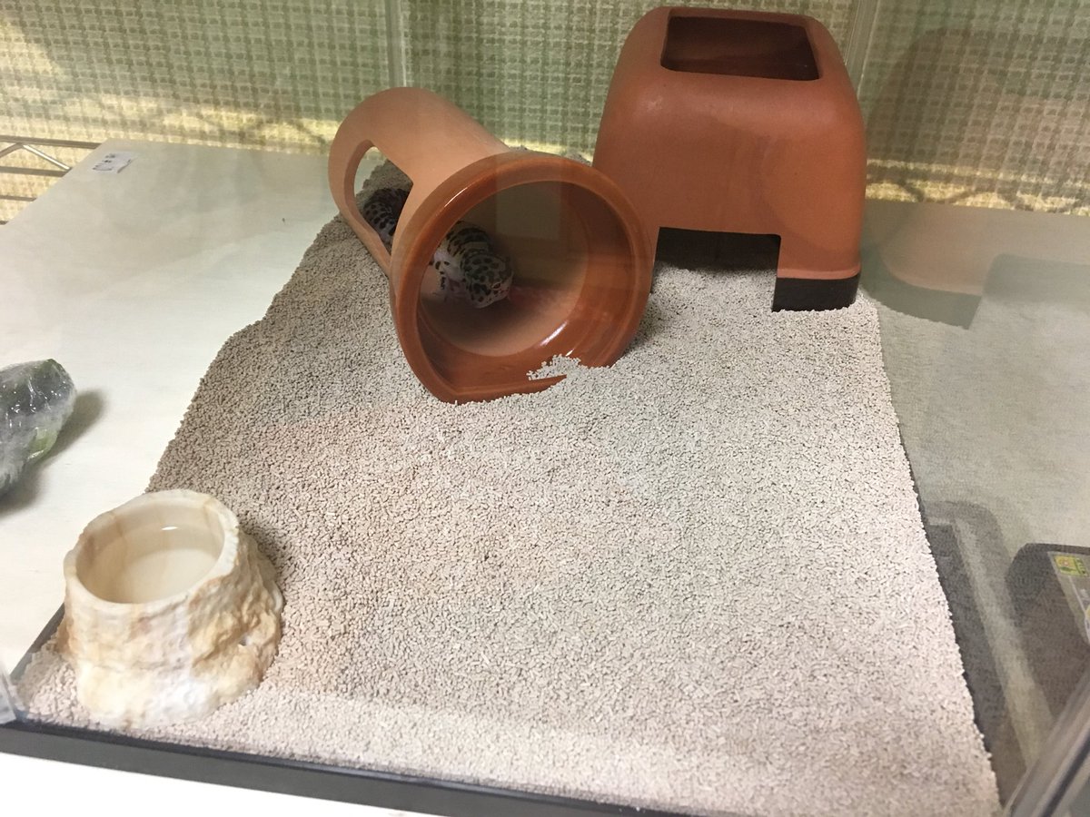 シトロン君を、探せレベル1

#ヒョウモントカゲモドキ
#レオパ
#爬虫類