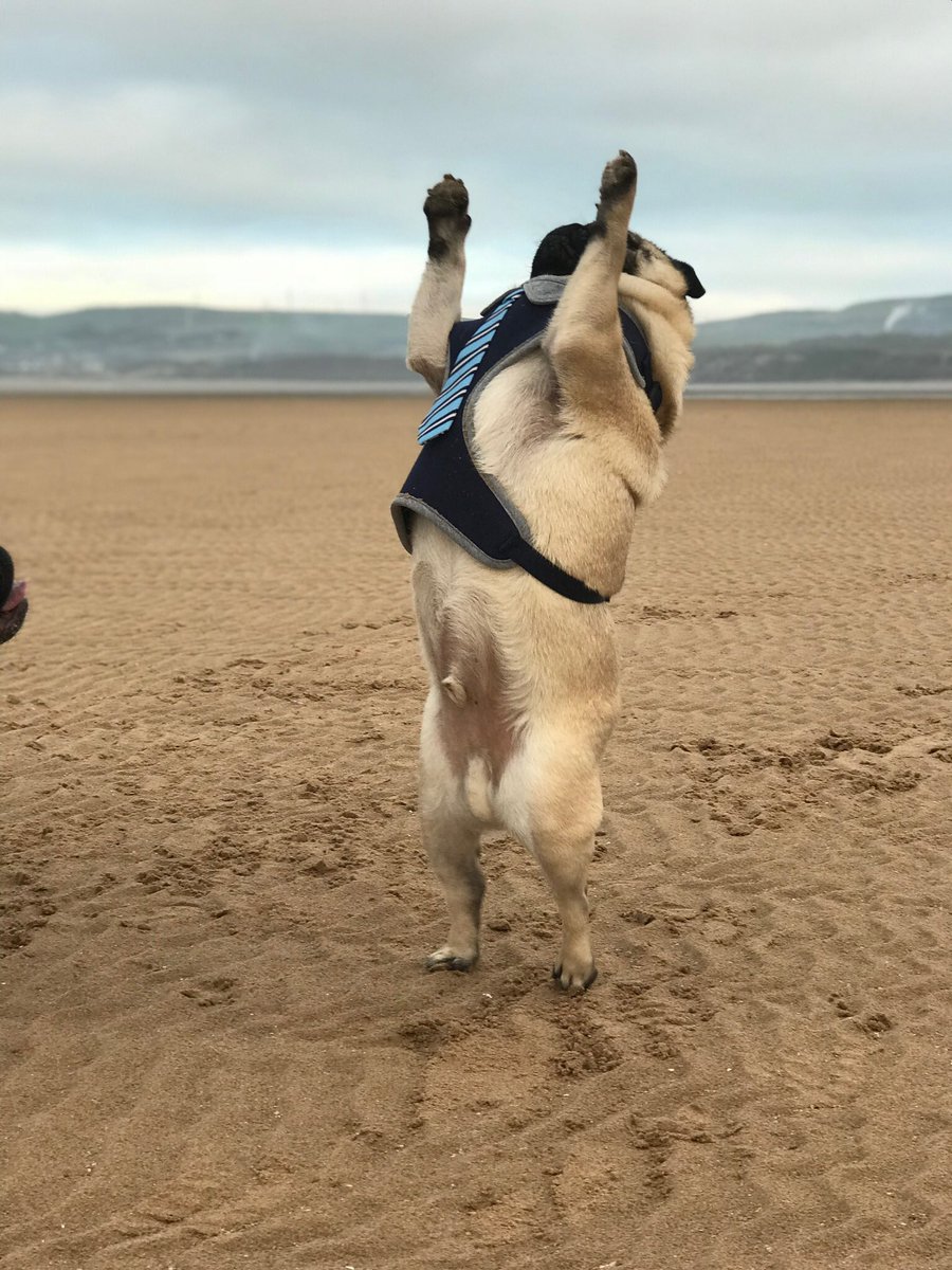eddthepug's tweet photo. Flexin on the beach 💪🏻#instadaily #thetomcoteshow #instagood #speakpug #mopslove #mops #carlinopug #carlino#speakpug #smilingpugs #keelyafternoontea #fawnpug #pugbasement #pugmagazine #pugsrequest #instagood #instadaily #instapuppy #instagramers #dogsofinsta #thetailwagger https://t.co/0NcK3MmMtJ