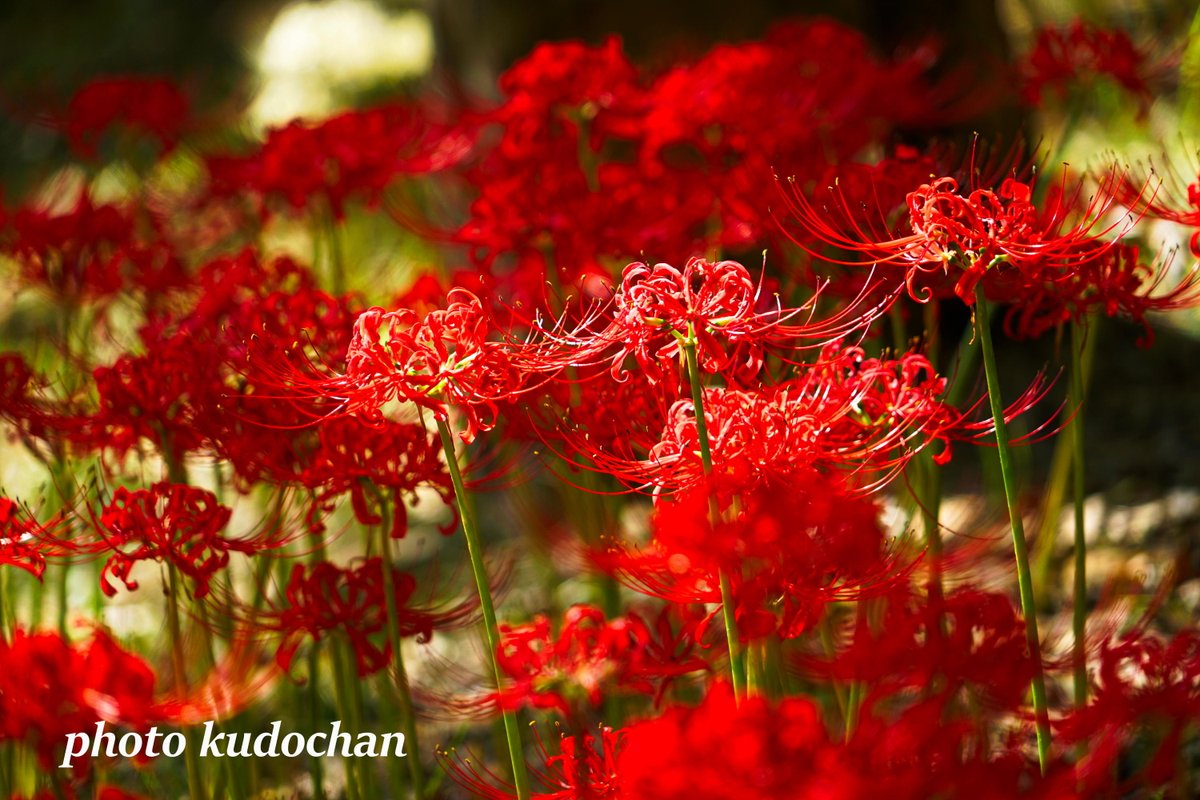Kudochan בטוויטר 彼岸花の葉っぱ 実は彼岸花にも葉っぱがあるんです 花が終わってから生えてくるんです 何かと不思議で妖艶な花ですね 彼岸花 花が好き 写真が好き