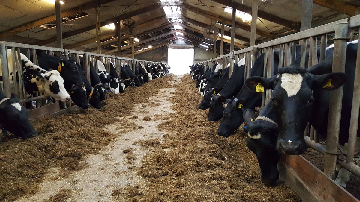 Kijk de dames eens heerlijk genieten!! #happyfarmlife