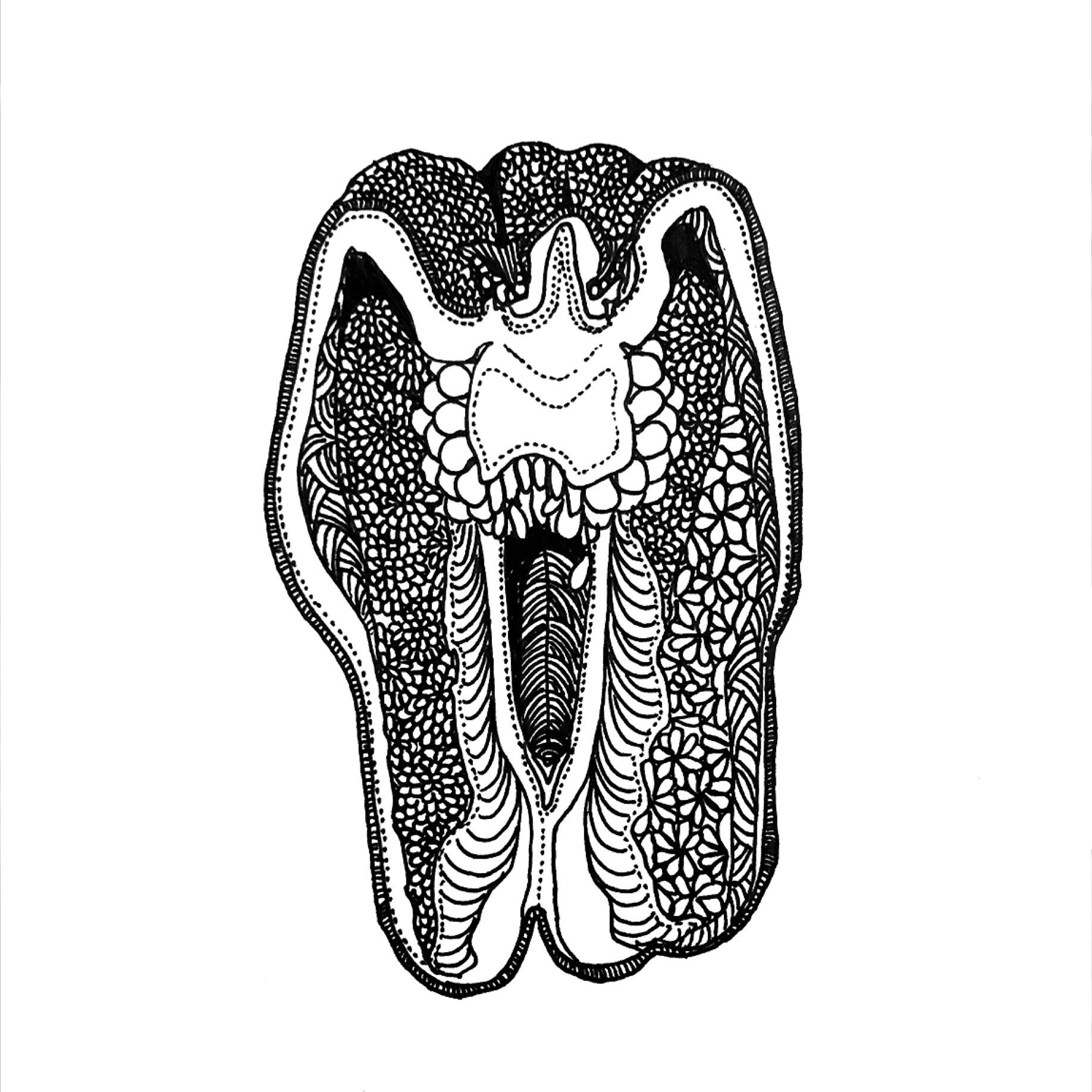 Saki ボールペン画アーティスト على تويتر 断面図シリーズ ピーマン T Co Xkezo7loch 断面図 イラスト ピーマン 野菜 Pen Art Illustration Bellpepper Greenpepper