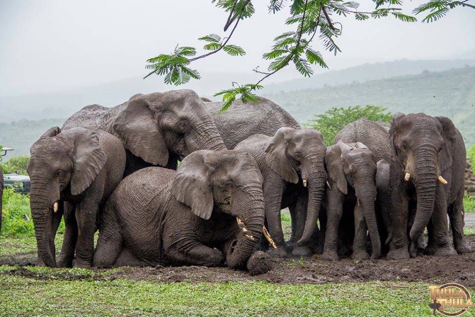 GossipRoomOff's tweet photo. Lawrence Anthony est un écologiste qui consacra sa vie aux éléphants d’Afrique. Le soir de sa mort, en 2012, un groupe d'éléphants sauvages qu'il avait aidés, est venu autour de sa maison. Ils ont veillé là 2 jours, puis sont repartis. 🐘❤️ https://t.co/09xO1iMa0b