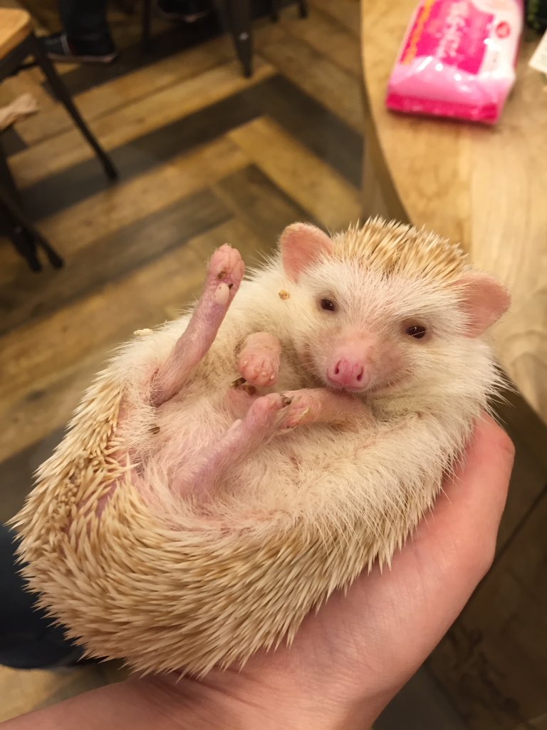 HarinezumicafeR's tweet photo. 「今日もお疲れ様です〜💕🎶」
Thanks for today guys!
#世界初 #roppongi #hedgehogcafe®︎ #hedgehogcafeharry #HARRY #tokyo #firstofworld #六本木 #六本木本店 #ハリネズミカフェ®︎ #ハリネズミカフェharry #ハリネズミ #hedgehogs #Bob #ボブくん https://t.co/EPLmkR3JP9