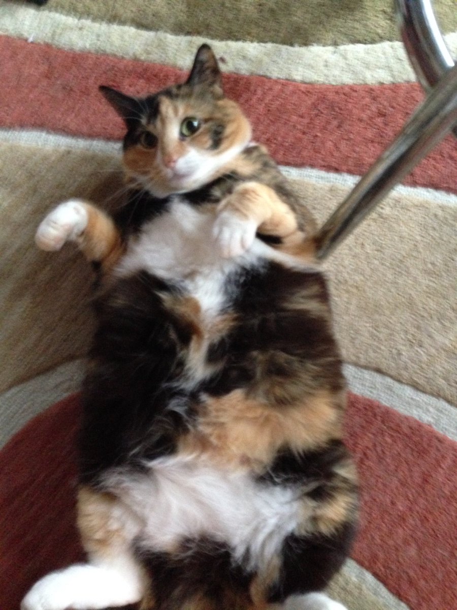 Sophia camouflaging into the rug.