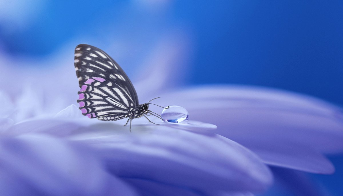 SaratogaOcean's tweet photo. Enjoy your world. Look around you &amp; seek to find as many beautiful, wonderful things as you can. How many gems can you collect today? #appreciation #beautifullittlethings https://t.co/2uABINZacx
