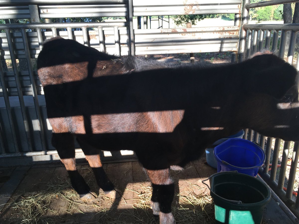 JenRMad's tweet image. Sad day. No more Buttercup. #MyButtercup