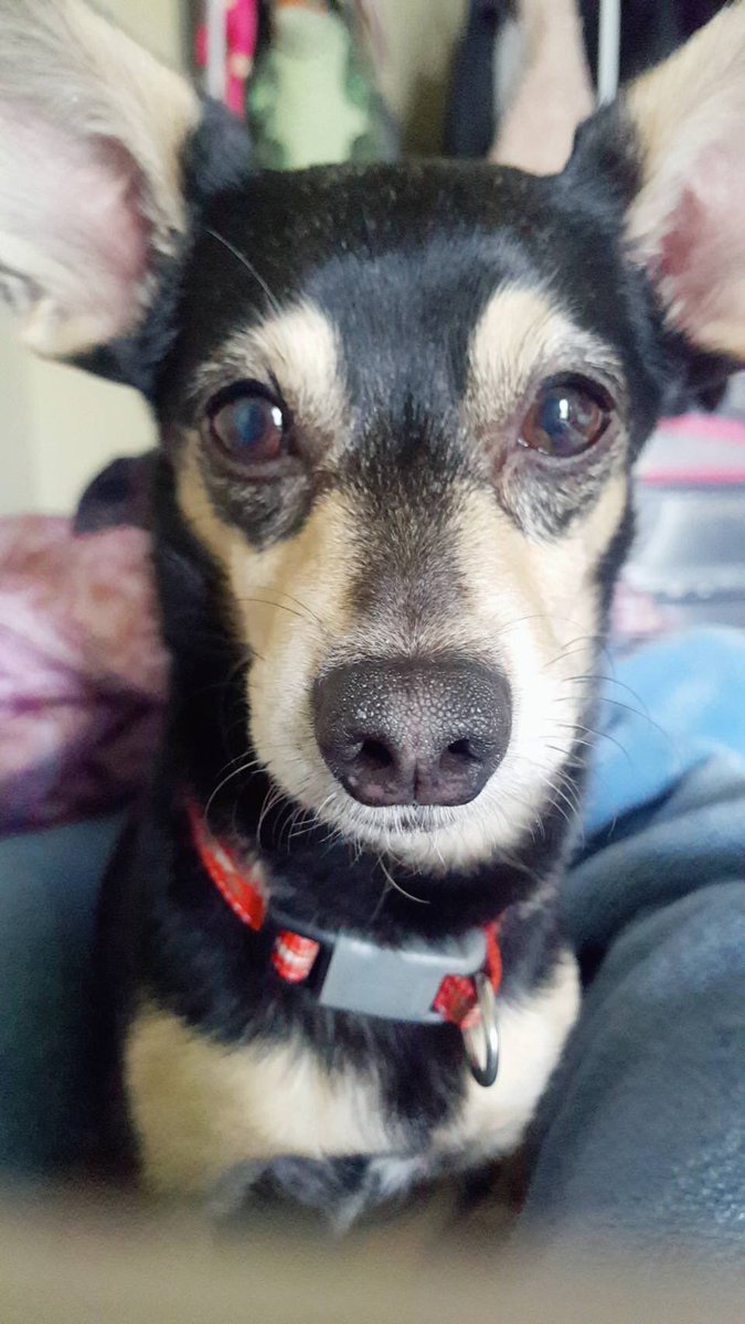 もかちんฅ W ฅ Twitter પર Maigo Dog 探しています 茨城県境町付近で1月26日昼過ぎに首輪をちぎり 脱走 名前 ドリー 年齢 ９才 チワックス 黒ベースに茶色少々 赤の首輪 ビビり で 怖がっている時は しっぽお腹の方にしまいます 噛む事が