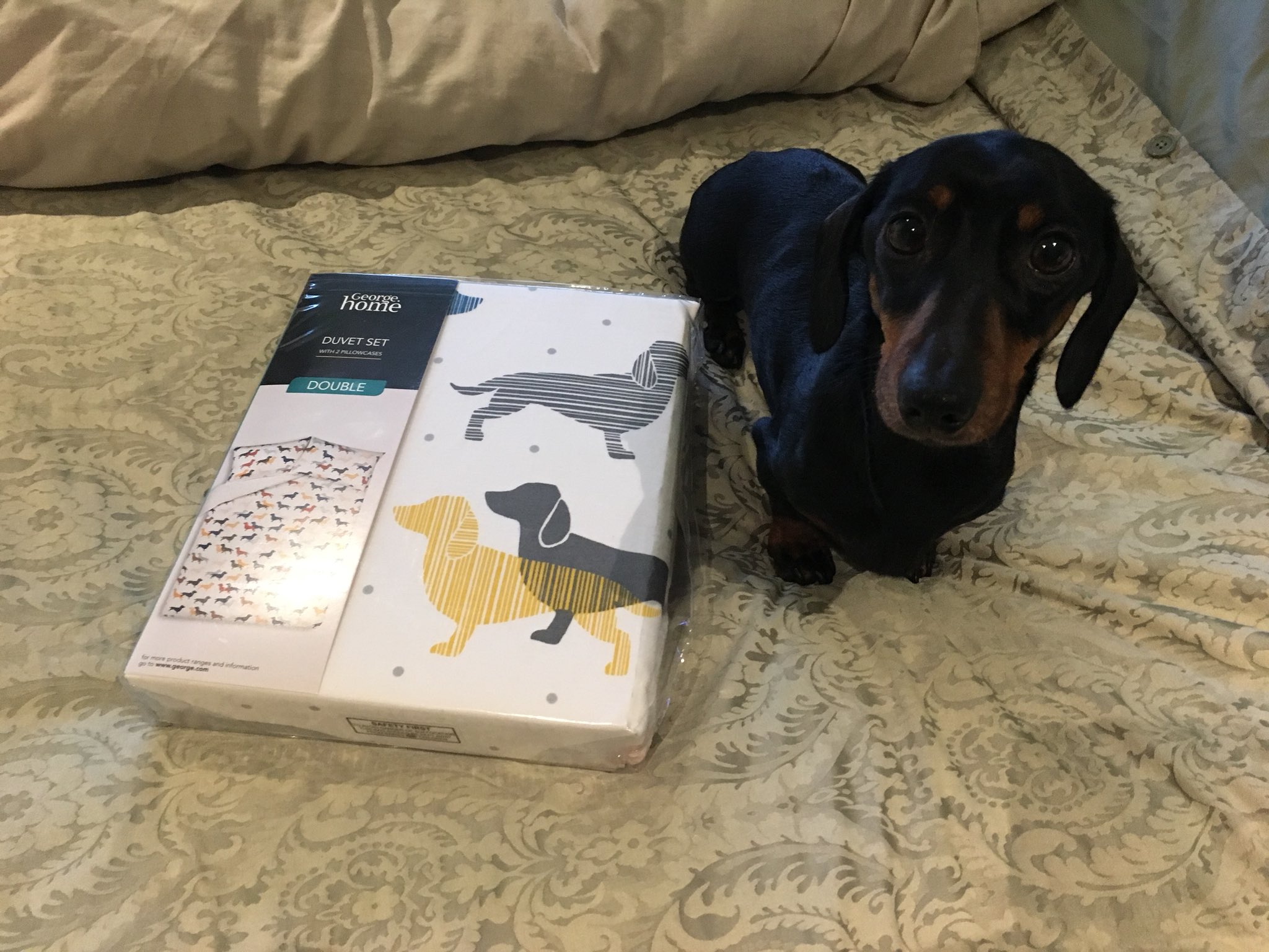 Alfie Sausage Blog on Twitter "Woohoo! Finally found the Dachshund