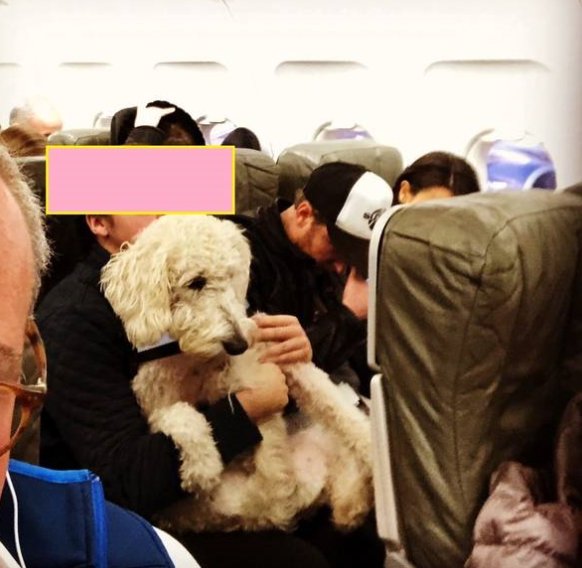 A guide to each airline's rules about emotional support animals | Mashable