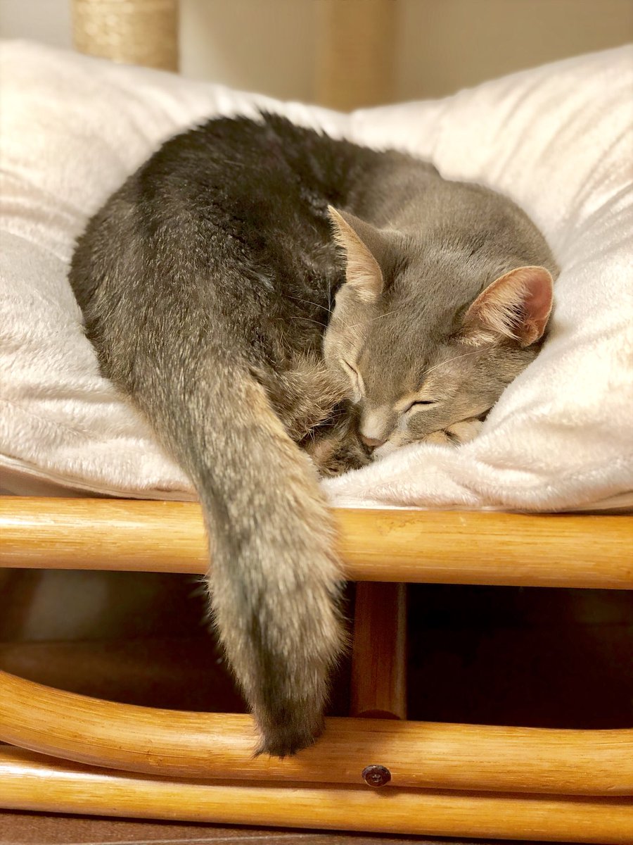 ラピス Lapis No Twitter 釣竿みたいに尻尾垂らして寝てるラピス 猫 ねこ ネコ ねこ部 ソマリ Neko Cat Lapisthecat Lapis ラピス Somalicat ねこら部 ねこもふ団 にゃんだふるらいふ にゃんすたぐらむ T Co Mqlkwaz1mj ラピス Lapis No Twitter 釣竿みたいに尻尾垂らして寝てるラピス 猫 ねこ ネコ ねこ部 ソマリ Neko Cat Lapisthecat Lapis ラピス Somalicat ねこら部 ねこもふ団 にゃんだふるらいふ にゃんすたぐらむ T Co Mqlkwaz1mj