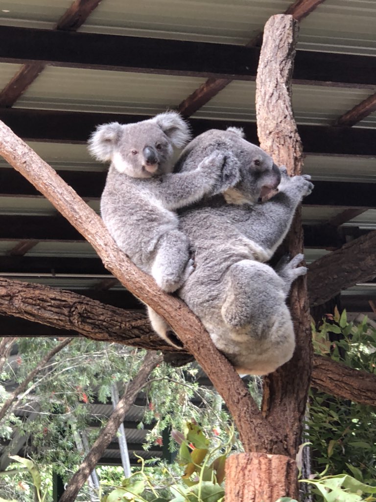 Victoria_Noto's tweet photo. Had the best time at @AustraliaZoo today hanging out with these little guys! So impressed with all of your conservation work, truly #inspirational https://t.co/QJbuB3OsRi