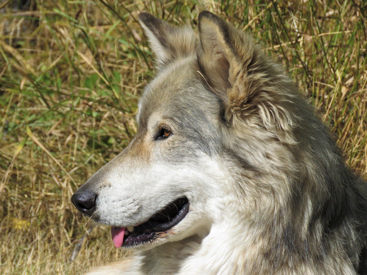FriendsCodita's tweet photo. Heutige #Rasse - Beschreibung: Tschechoslowakischer #Wolfhund :-)
https://t.co/rKiHWuauHo
#wolf #hund #codita #hunderasse https://t.co/9d8rs09GDJ