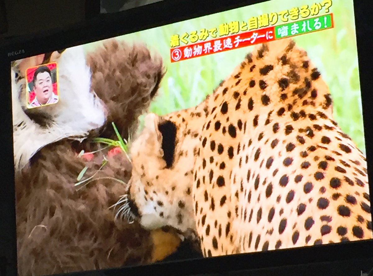 ほんとに怖いのはチーターじゃなくてテレビ 視聴者が引くほど体を張った狩野英孝さん 着ぐるみでアフリカの動物に接触 坂上探検隊 Togetter