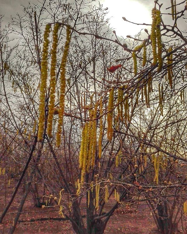 miquelguiot71's tweet photo. Avellaners!!!
#cat_rural #tu_rural #total_rural #naturaleza_spain #naturaleza_catalunya #naturalocal #catalunyanatura #raconsde_tarragona #raconsde_detalls #cat_hdr #tu_hdr #think_hdr #raconsde_detalls #somcatalunya #socdepoble #somdetalls cat_imatges #… https://t.co/631HiStAzR https://t.co/fX7PmUizoK