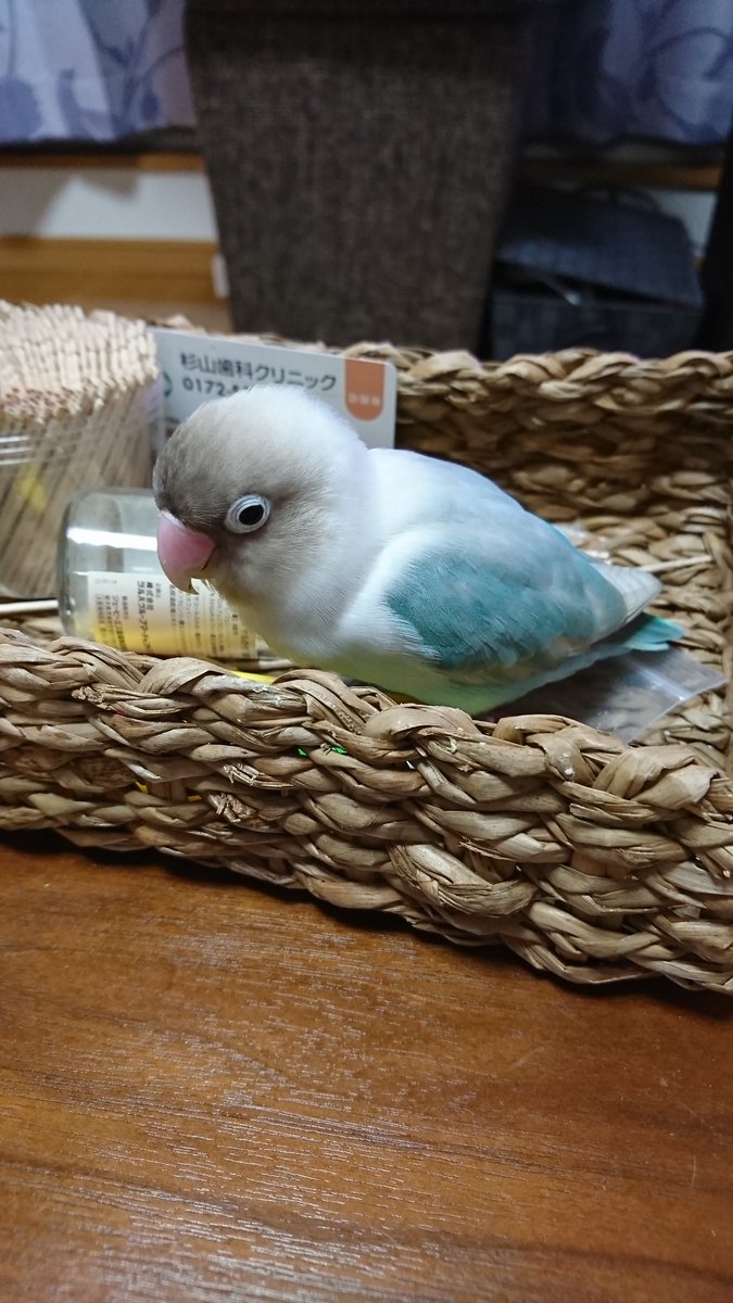 ボタンインコ可愛いぞ委員会 ほか 9ページ目 Togetter ボタンインコ可愛いぞ委員会 ほか 9ページ目 Togetter