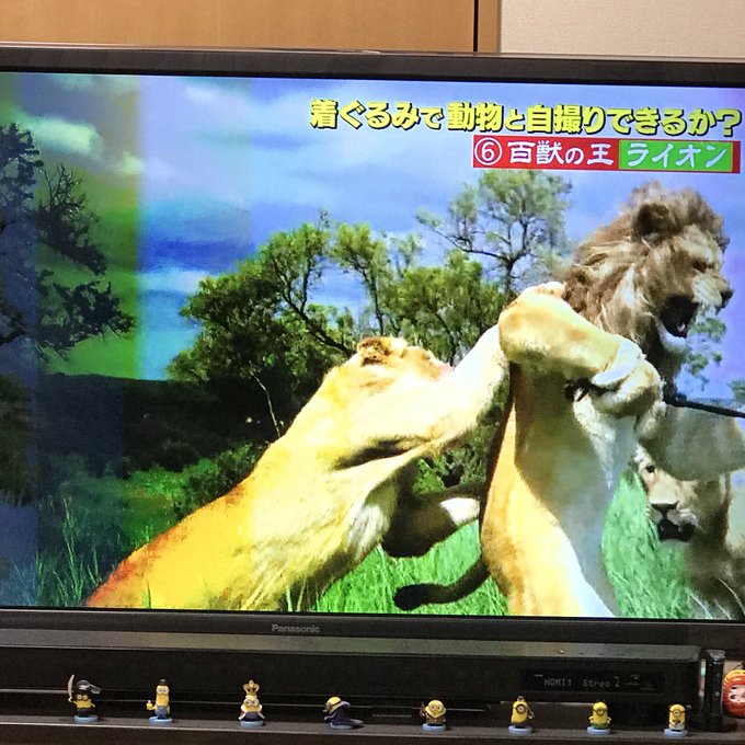 炎上 フジテレビ 坂上探検隊 狩野英孝とライオンの自撮り企画が炎上 見てて不快 大怪我したらどうするつもり まとめダネ 炎上 フジテレビ 坂上探検隊 狩野英孝とライオンの自撮り企画が炎上 見てて不快 大怪我したらどうするつもり まとめダネ