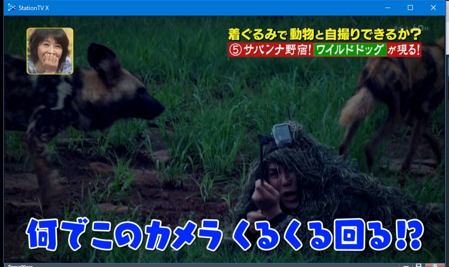 ワイルドドッグ Twitter Search Twitter