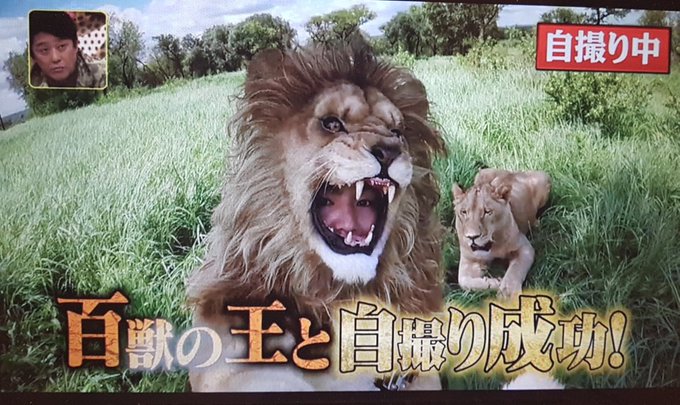 炎上 フジテレビ 坂上探検隊 狩野英孝とライオンの自撮り企画が炎上 見てて不快 大怪我したらどうするつもり まとめダネ