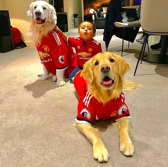 Man Utd Dog Shirt New Pet Apparel Fc Manchester United