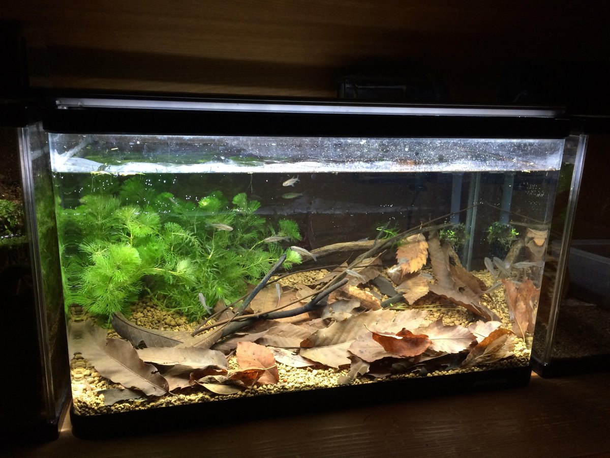 竜洋昆虫自然観察公園 カワバタモロコ ついに登場 本日 かいぼりを行い野外公園の大池に生息しているカワバさんの個体数を確認しました みなさんにも見ていただけるよう今日から登場しています すごくうっつくしぃーいお 魚なのでぜひ見てね 静岡県