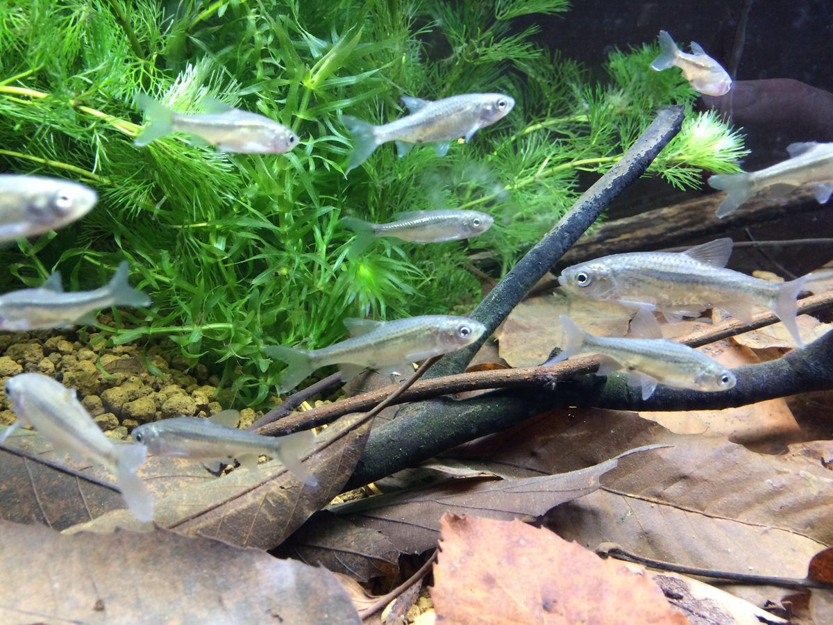 竜洋昆虫自然観察公園 カワバタモロコ ついに登場 本日 かいぼりを行い野外公園の大池に生息しているカワバさんの個体数を確認しました みなさんにも見ていただけるよう今日から登場しています すごくうっつくしぃーいお 魚なのでぜひ見てね 静岡県