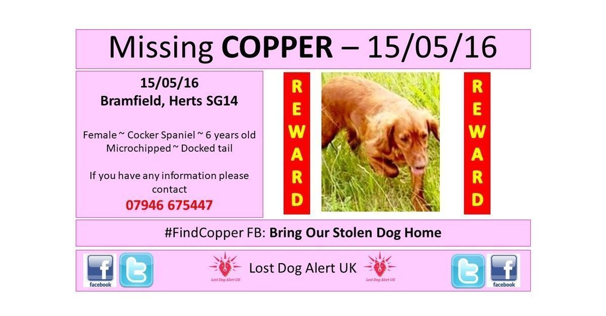 LostDogAlertUK's tweet photo. #FindCopper missing far too long #thunderclap 28/01 https://t.co/cMKdHXGbrR #lostdogalert https://t.co/DWSw1M37JG