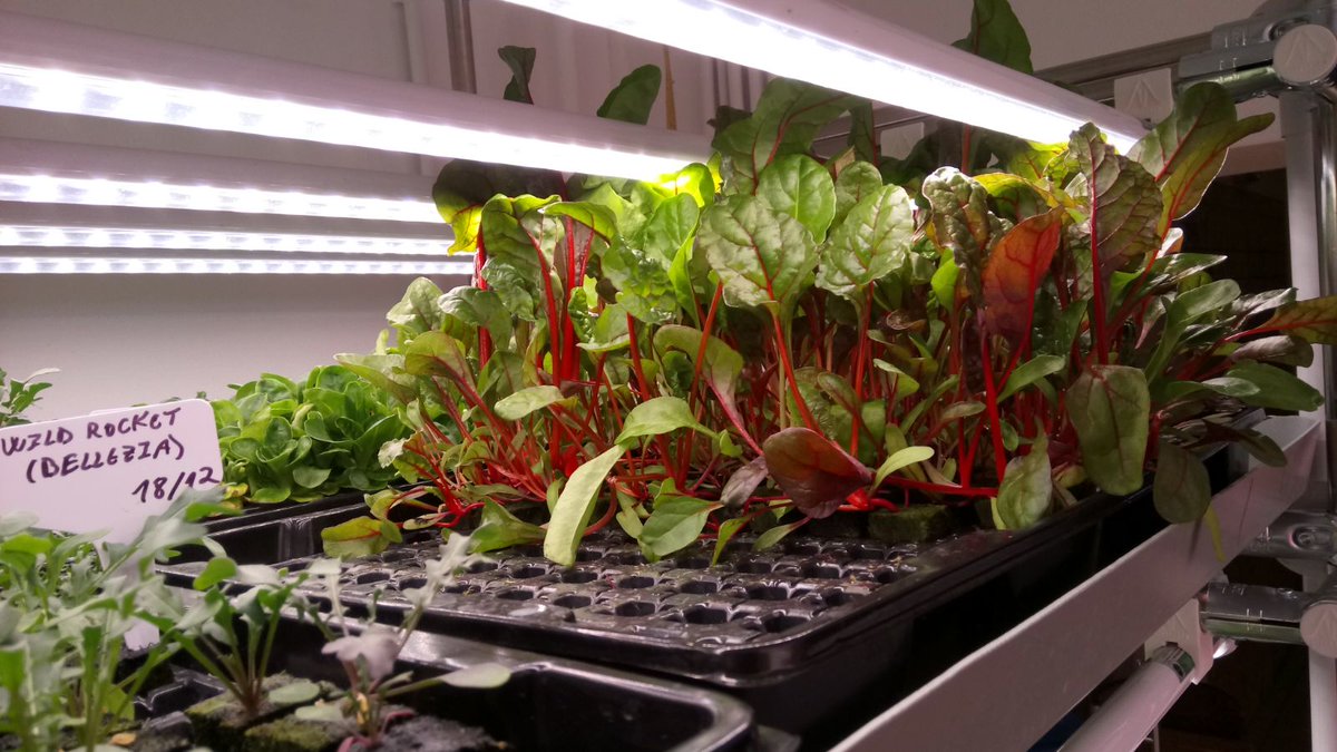 Volunteers at work in our Amsterdam venue. Training the next generation of vertical Farmers #verticalfarming #cea