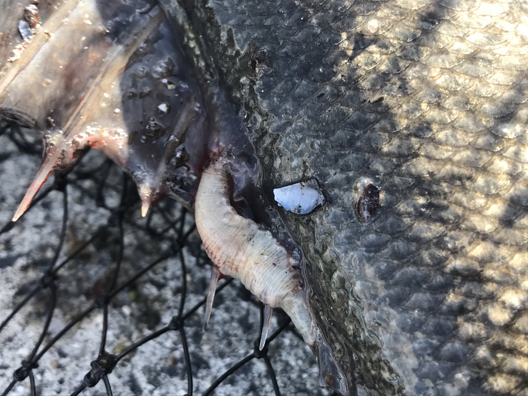 コアマン やまし この時期の風物詩 ヒル付きシーバス コアマン シーバス デイゲームはコアマンだ ヒル付き