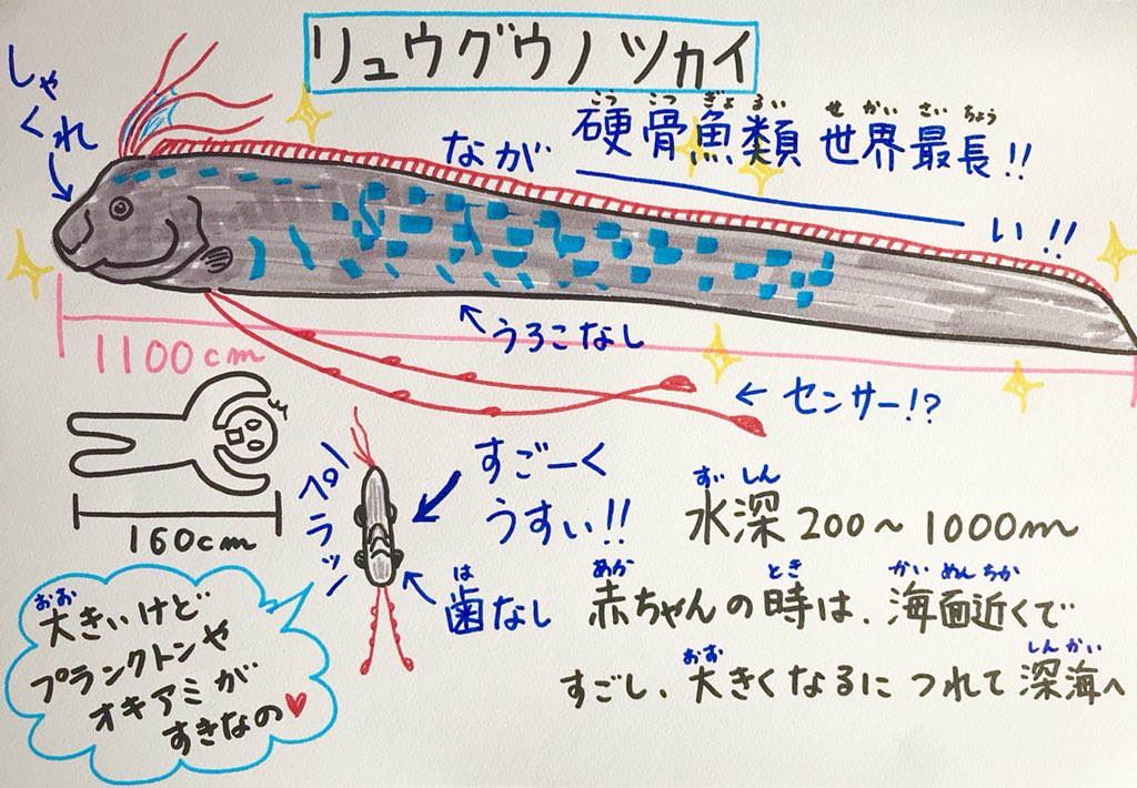 職員室の坂本さん こちらは超有名な深海魚リュウグウノツカイ のケーキ レアチーズとフランボワーズムースでさっぱりいただけます リュウグウノツカイ本体は 生クリームでした 生きた展示 3０分くらいで死亡 が見られないのが残念 深海魚