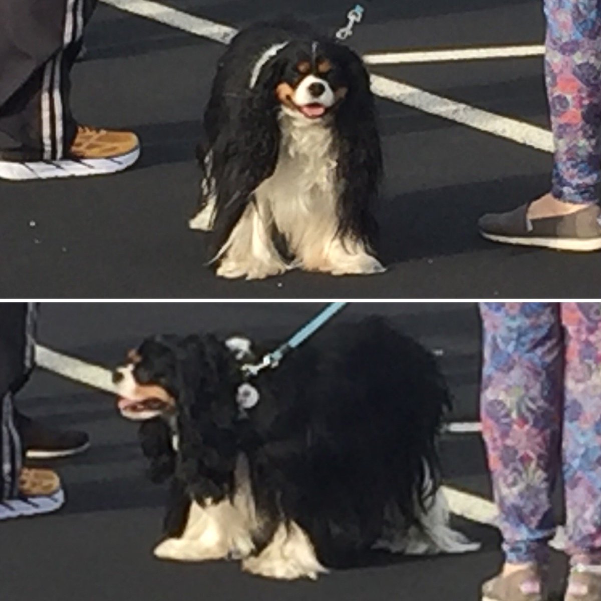 Used2BThatTVGuy's tweet photo. Is it just me or does this dog have on a ghillie suit? #SniperDog #FOX35 #Animals https://t.co/DyjGMaRN2g