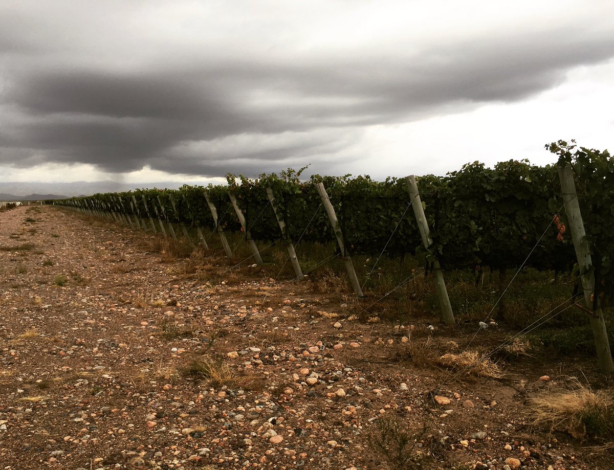 FalascoWines's tweet photo. Este pequeño viñedo, cumple con las características perfectas para la elaboración de nuestro vino Hermandad Malbec Single Vineyard. https://t.co/ao8JBC63Ep