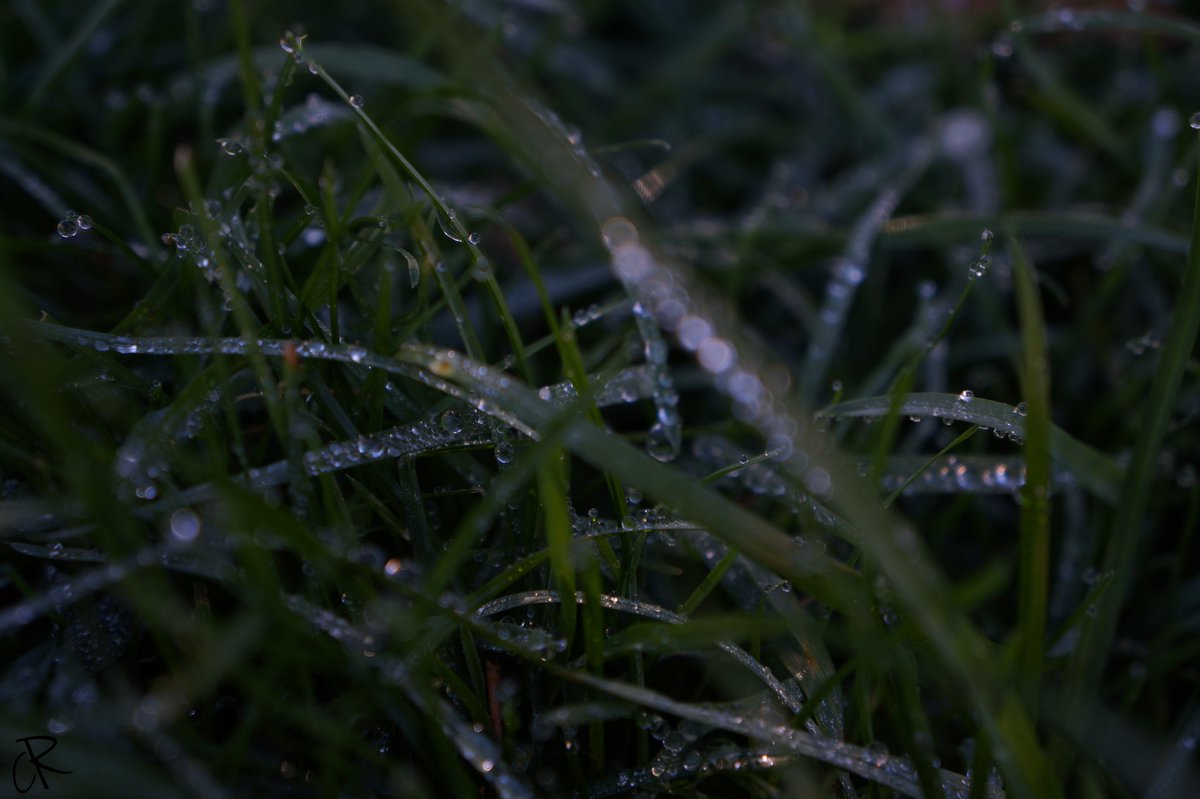 Rociocascha's tweet photo. "Reflejos de la Naturaleza" #Cabra #Cordoba #Spain #grass #drops #Sony #alpha3000 #green #reflection #nature #water #PintoFotografia https://t.co/zdx1HteySD