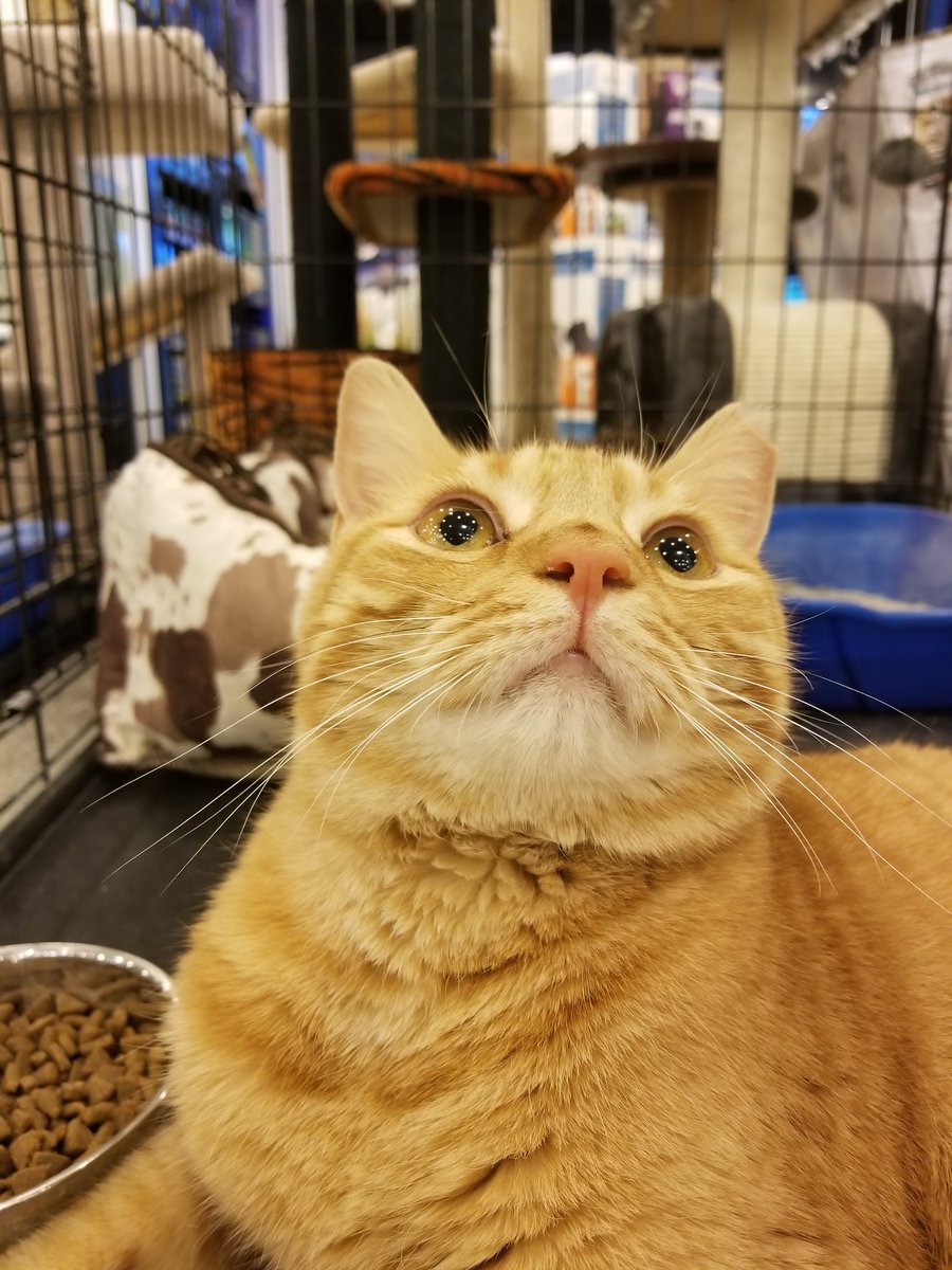 Colonial Park Mall tweet media