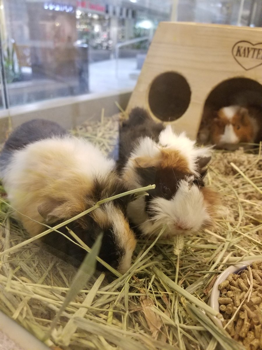 Colonial Park Mall tweet media