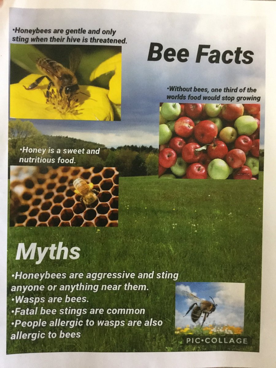 Bfairfax Farm to School Club Bee Facts/ Bee Myths  flyer, part of our FTS Bee Project!