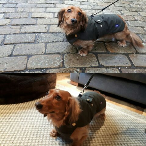 AngieDustymoon's tweet photo. Gorgeous Melvin and his grandparents just collected his wax jacket from Natty Tatty Tailor made dog coat boutique 🐶🐾😅😍😍😍#dachshunds#dachshundsoftwitter#dogcoats#dogboutiques#handmadebritain#dogs https://t.co/FDgXSAz8UA